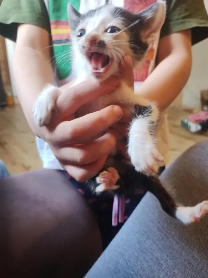 Gato raça SRD-ViraLata idade Abaixo de 2 meses nome gatinhos