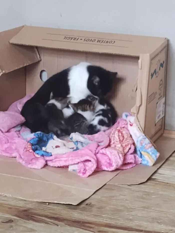 Gato raça SRD-ViraLata idade Abaixo de 2 meses nome gatinhos