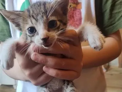 Gato raça SRD-ViraLata idade Abaixo de 2 meses nome gatinhos