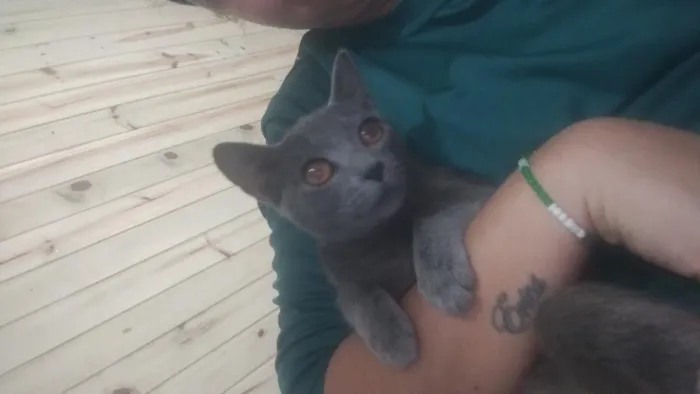 Gato raça SRD-ViraLata idade 7 a 11 meses nome Jade
