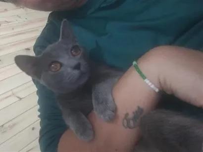 Gato raça SRD-ViraLata idade 7 a 11 meses nome Jade