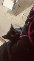 Nico ou Negrinho