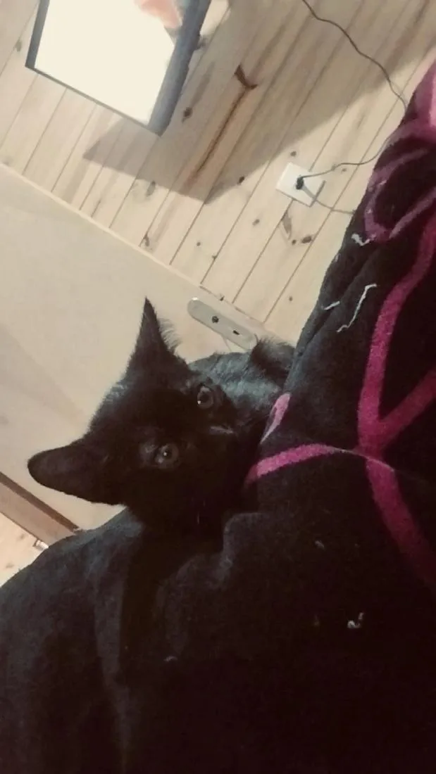 Gato raça SRD-ViraLata idade 2 a 6 meses nome Nico ou Negrinho