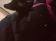 Nico ou Negrinho