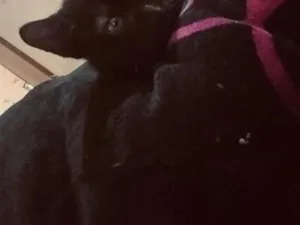 Gato raça SRD-ViraLata idade 2 a 6 meses nome Nico ou Negrinho