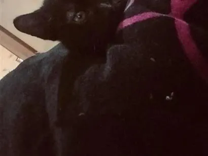 Gato raça SRD-ViraLata idade 2 a 6 meses nome Nico ou Negrinho