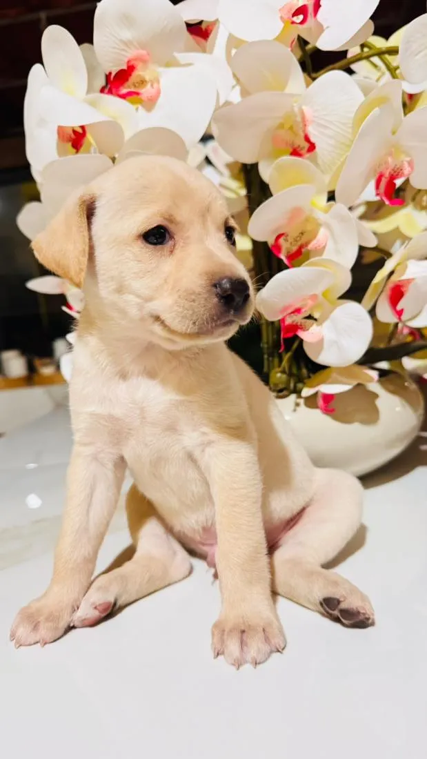Cachorro raça SRD-ViraLata idade Abaixo de 2 meses nome Não tem nome ainda.