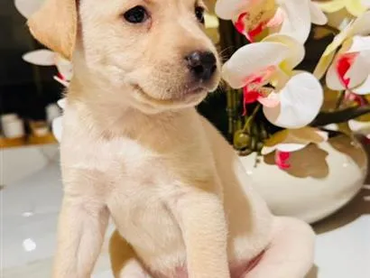 Cachorro raça SRD-ViraLata idade Abaixo de 2 meses nome Não tem nome ainda.