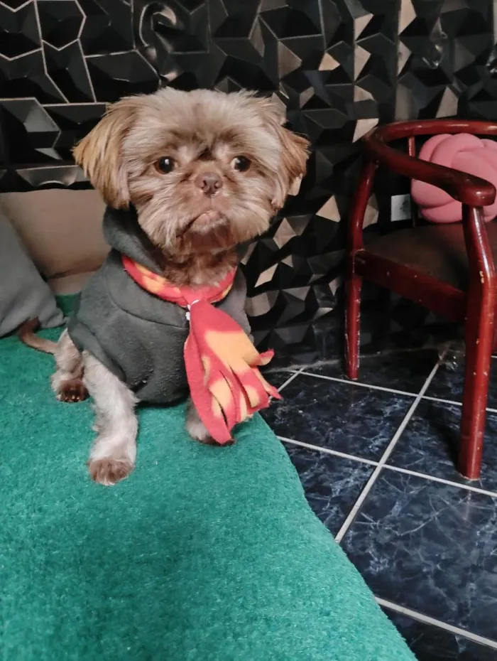 Cachorro raça Shitzu idade 2 anos nome Rico