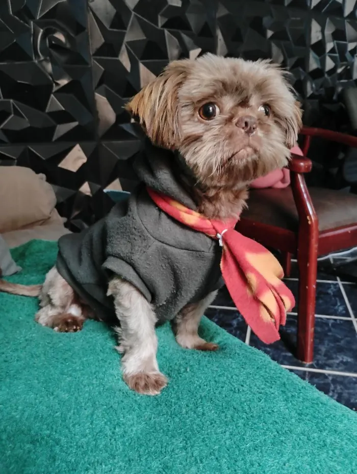 Cachorro raça Shitzu idade 2 anos nome Rico