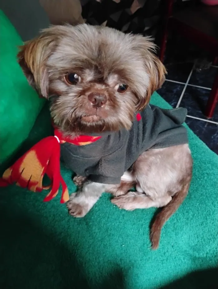 Cachorro raça Shitzu idade 2 anos nome Rico