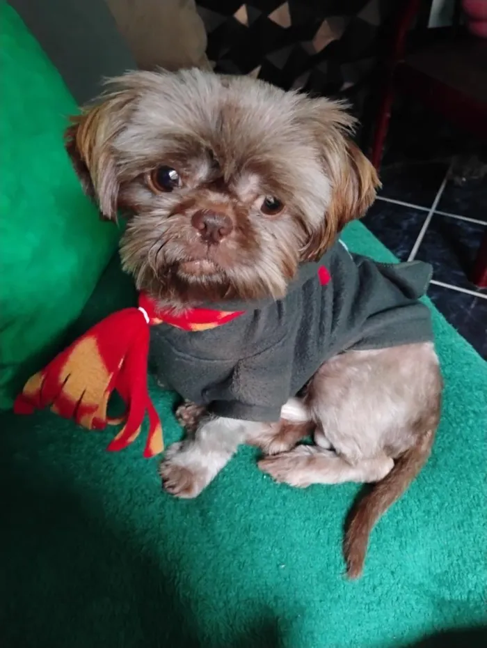 Cachorro raça Shitzu idade 2 anos nome Rico