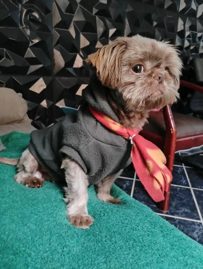 Cachorro raça Shitzu idade 2 anos nome Rico