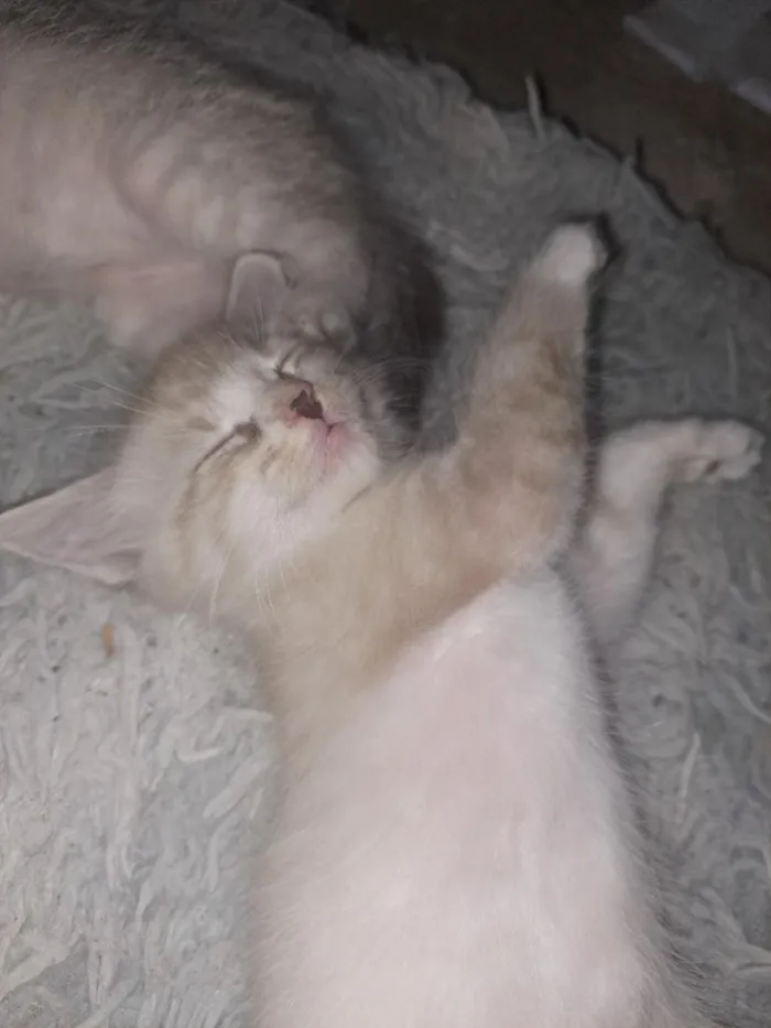 Gato raça SRD-ViraLata idade Abaixo de 2 meses nome nao tem nome