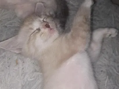 Gato raça SRD-ViraLata idade Abaixo de 2 meses nome nao tem nome