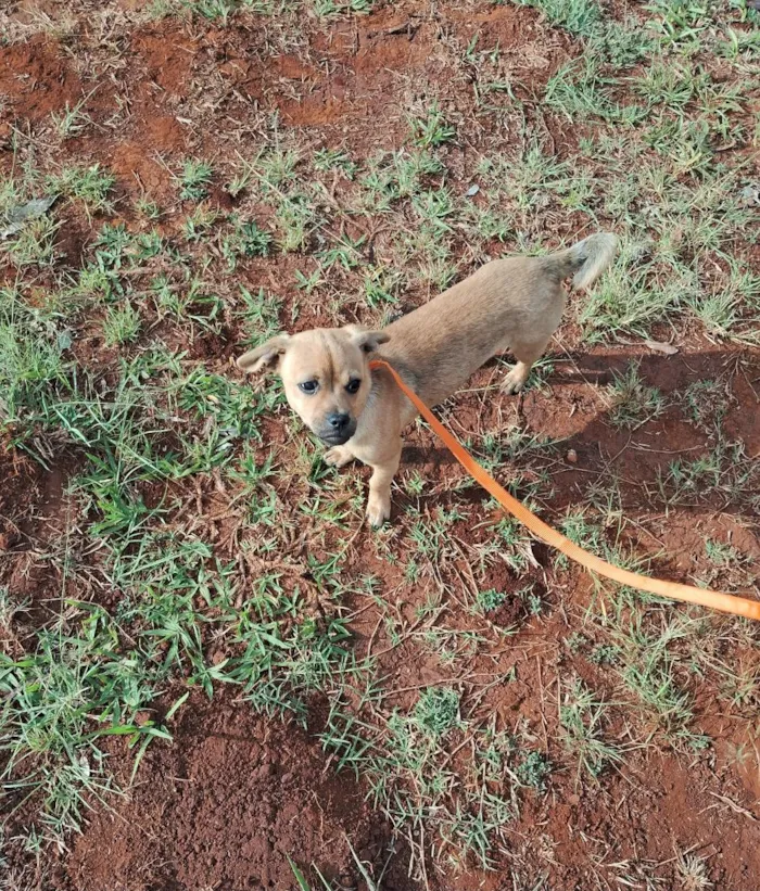 Cachorro raça SRD-ViraLata idade 2 a 6 meses nome cristal 