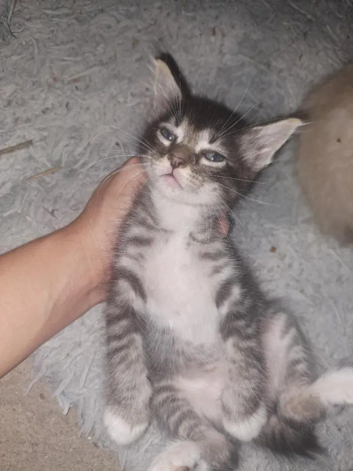 Gato raça SRD-ViraLata idade Abaixo de 2 meses nome Anzol 