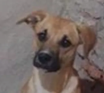 Cachorro raça SRD-ViraLata idade 1 ano nome Perereca