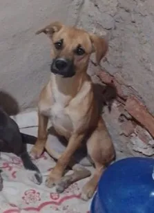 Cachorro raça SRD-ViraLata idade 1 ano nome Perereca