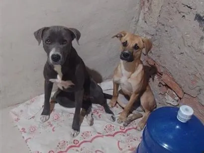 Cachorro raça SRD-ViraLata idade 1 ano nome Perereca
