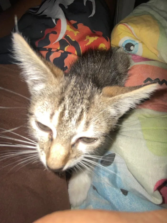 Gato raça SRD-ViraLata idade 2 a 6 meses nome Gatinha 