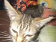 Gatinha 