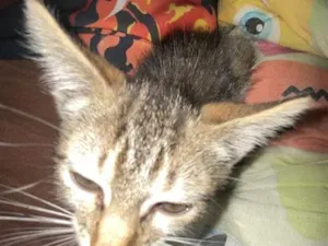 Gato raça SRD-ViraLata idade 2 a 6 meses nome Gatinha 