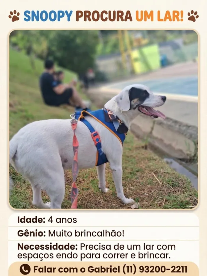 Cachorro raça SRD-ViraLata idade 4 anos nome Snoopy