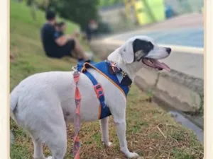 Cachorro raça SRD-ViraLata idade 4 anos nome Snoopy