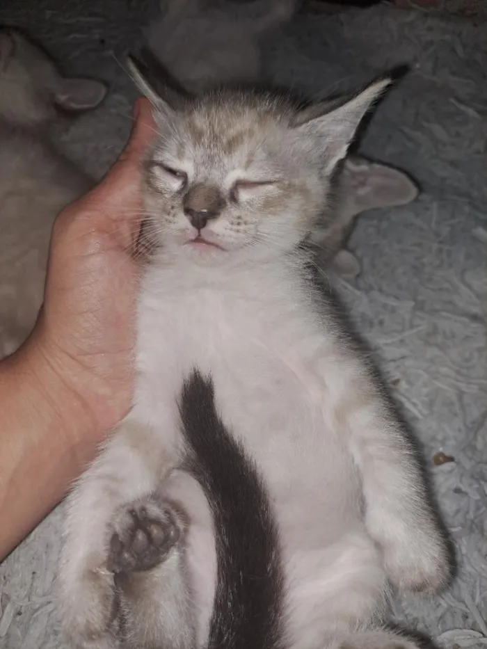 Gato raça SRD-ViraLata idade 2 a 6 meses nome nao tem nome
