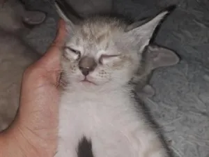 Gato raça SRD-ViraLata idade 2 a 6 meses nome nao tem nome