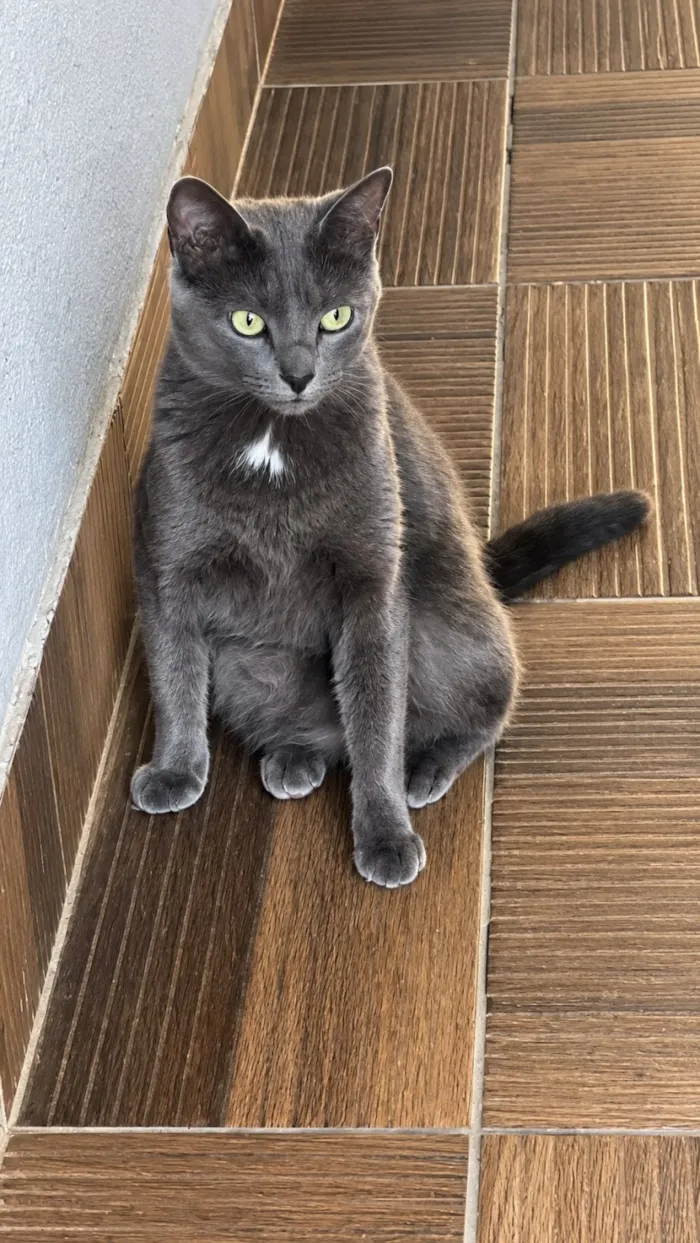 Gato raça SRD-ViraLata idade 2 anos nome Pandora