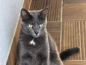 Gato raça SRD-ViraLata idade 2 anos nome Pandora