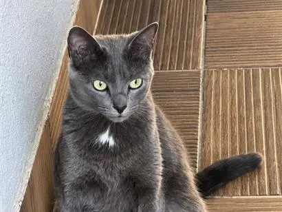 Gato raça SRD-ViraLata idade 2 anos nome Pandora
