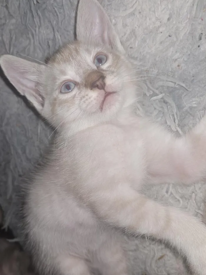 Gato raça SRD-ViraLata idade Abaixo de 2 meses nome aranha 