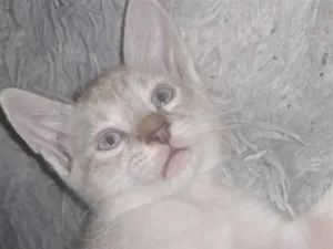 Gato raça SRD-ViraLata idade Abaixo de 2 meses nome aranha 