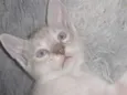 aranha