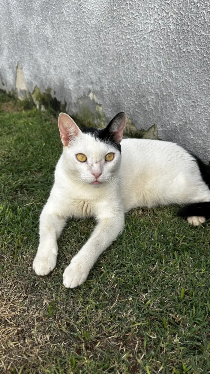 Gato raça SRD-ViraLata idade 3 anos nome Polo