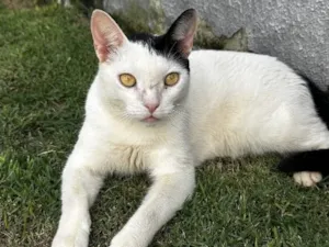 Gato raça SRD-ViraLata idade 3 anos nome Polo