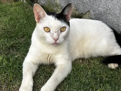 Gato raça SRD-ViraLata idade 3 anos nome Polo