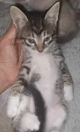 mirradinho ( pode trocar )