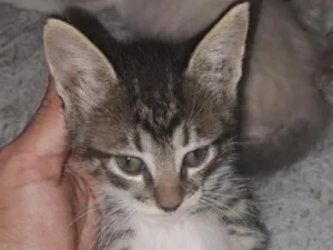 Gato raça SRD-ViraLata idade Abaixo de 2 meses nome mirradinho ( pode trocar )