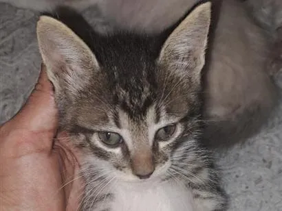 Gato raça SRD-ViraLata idade Abaixo de 2 meses nome mirradinho ( pode trocar )