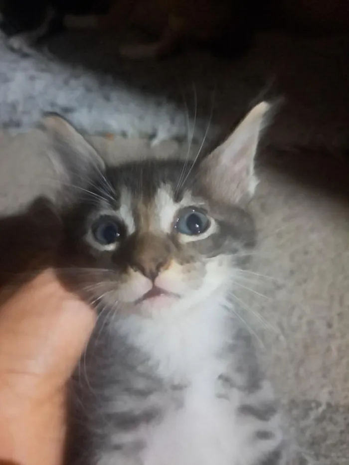 Gato raça SRD-ViraLata idade Abaixo de 2 meses nome rabino(pode trocar)