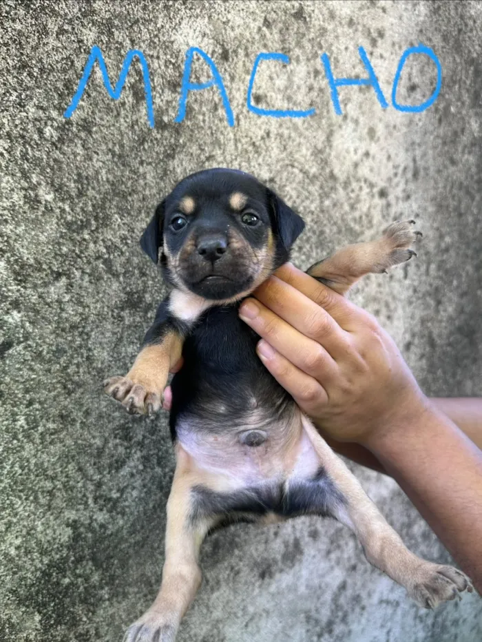 Cachorro raça SRD-ViraLata idade Abaixo de 2 meses nome Sem nome