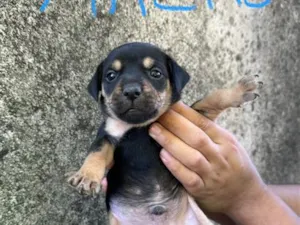 Cachorro raça SRD-ViraLata idade Abaixo de 2 meses nome Sem nome