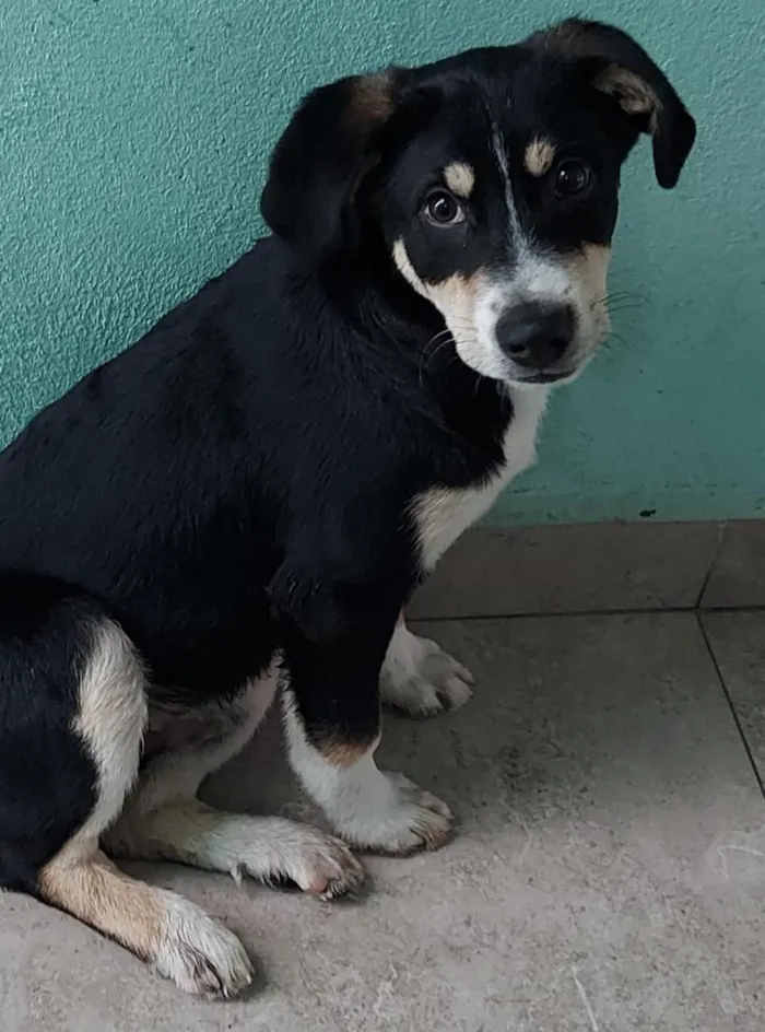 Cachorro raça SRD-ViraLata idade 2 a 6 meses nome Lucky