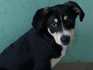 Cachorro raça SRD-ViraLata idade 2 a 6 meses nome Lucky