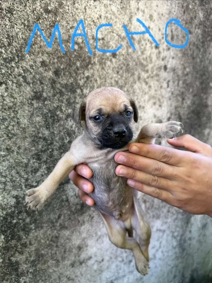 Cachorro raça SRD-ViraLata idade Abaixo de 2 meses nome Sem nome