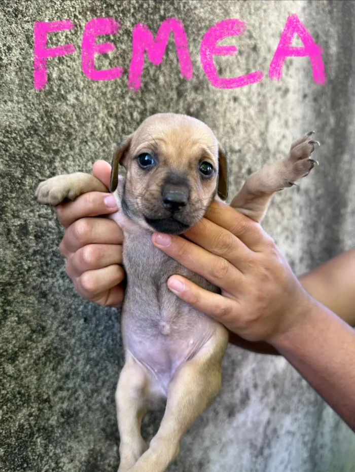 Cachorro raça SRD-ViraLata idade Abaixo de 2 meses nome Sem nome